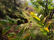 47 Il bosco in veste autunnale